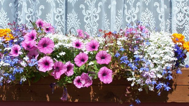 Blumenkästen bepflanzen Tipps SAT.1 Ratgeber