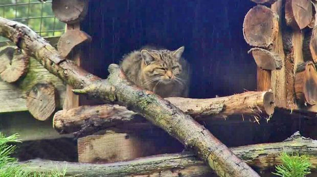 Achtung Kontrolle - Mittwoch: Einsatz Im Zoo: Kratzbürstige Wildkatze Eingefangen