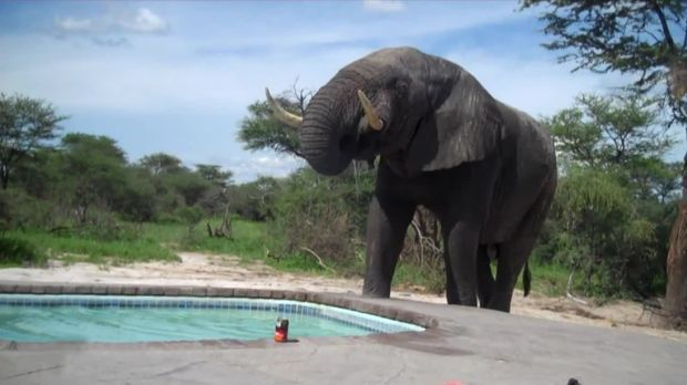 Abenteuer Leben - Abenteuer Leben Am Sonntag - Da Steht Ein Elefant Am Pool - Die Schrägsten Urlaubs-pannen